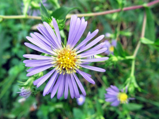 Swamp Aster Seeds, Symphyotrichum puniceum, 350 Native Wildflower Seeds for Wet Areas, Rain Gardens & Pollinator Support