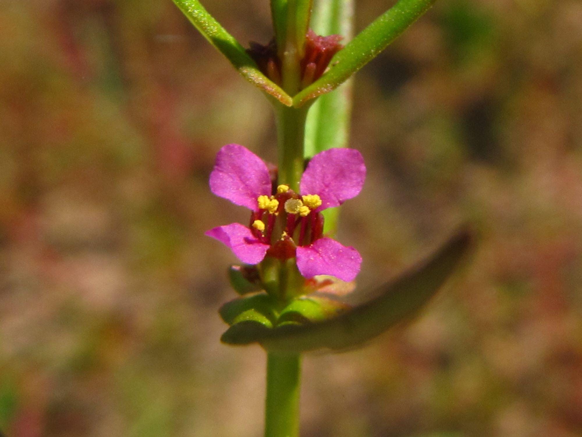 Early Lilac Seeds (25) | Fragrant Syringa oblata for Spring Blooming Hedges & Borders