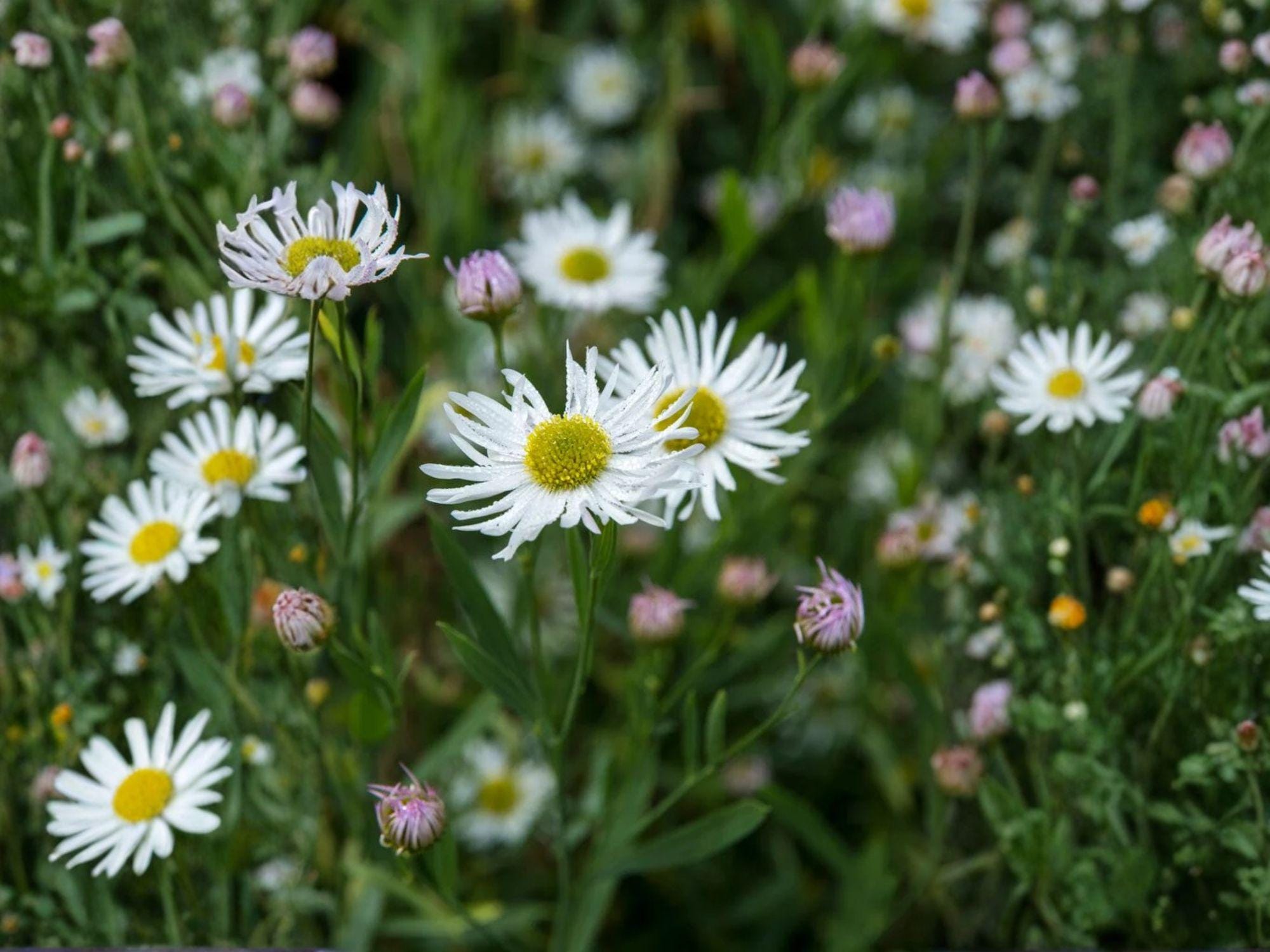 Western Yarrow Seeds 500 Achillea millefolium occidentalis Native Wildflower Drought Tolerant Pollinator Habitat