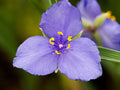 Western Spiderwort Seeds – 100 Native Wildflower Seeds, Drought-Tolerant Pollinator Plant, Tradescantia occidentalis
