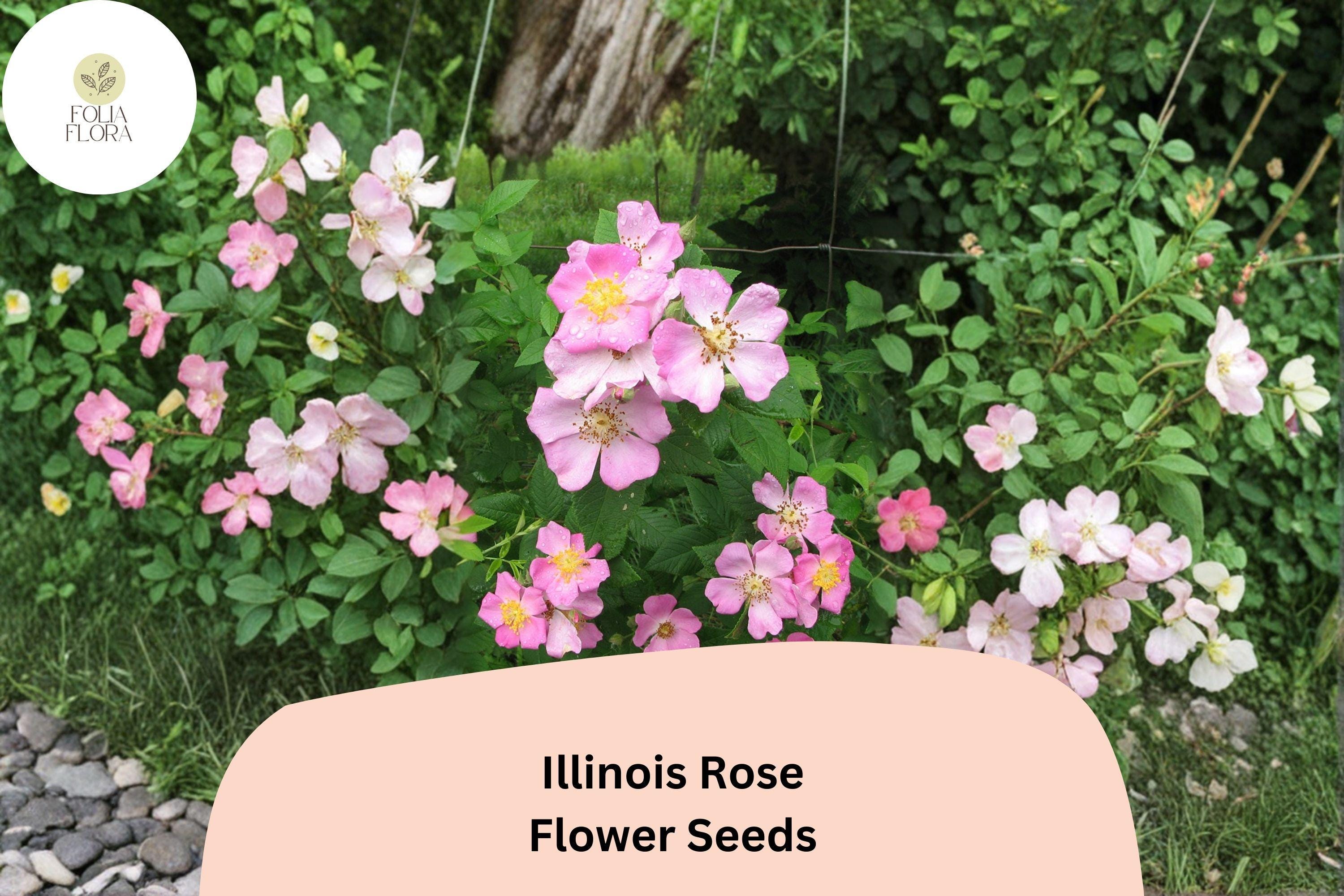 Illinois Rose Seeds | Native Climbing Rose for Pollinators