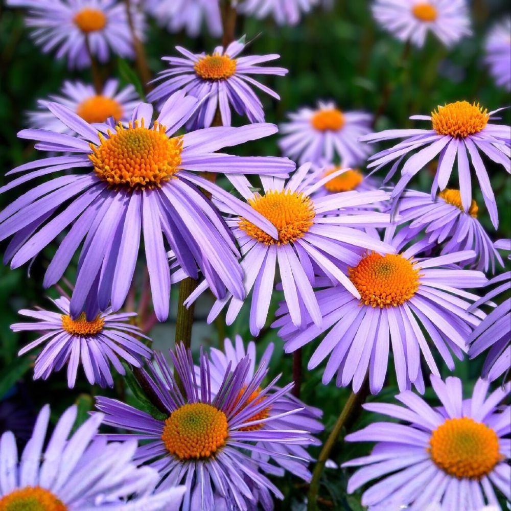 Shasta Daisy Seeds, White Perennial Flower, Chrysanthemum maximum, Full Sun, Cut Flower, 100 Seeds
