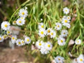 Boltonia decurrens - Decurrent False Aster Seeds - Native Wildflower for Pollinator Gardens & Restoration Projects