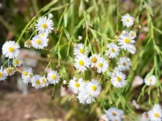 Boltonia decurrens - Decurrent False Aster Seeds - Native Wildflower for Pollinator Gardens & Restoration Projects