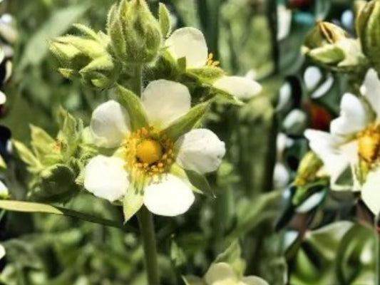 Drymocallis arguta Prairie Cinquefoil Seeds – Native Perennial Wildflower for Pollinator Gardens, 500 Seeds