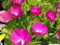 Purple Poppy Mallow Seeds – Callirhoe involucrata Wildflower, Drought Tolerant, Native Perennial, Groundcover, Pollinator-Friendly, 10 Seeds