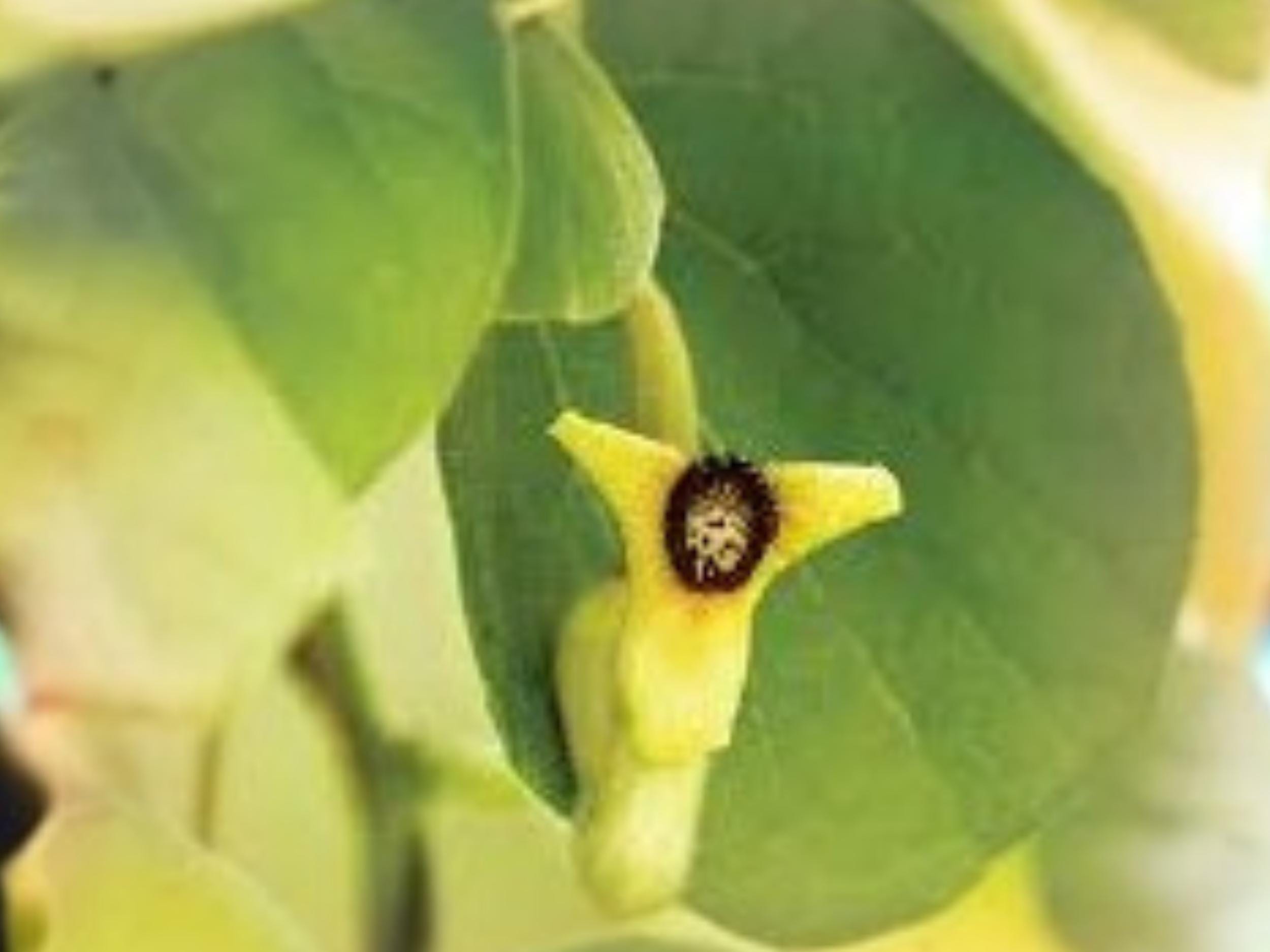 Aristolochia tomentosa Seeds – Dutchman’s Pipevine Native Perennial Climbing Vine for Butterfly Gardens, Pollinator Habitat