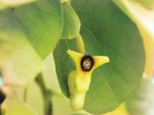 Aristolochia tomentosa Seeds – Dutchman’s Pipevine Native Perennial Climbing Vine for Butterfly Gardens, Pollinator Habitat