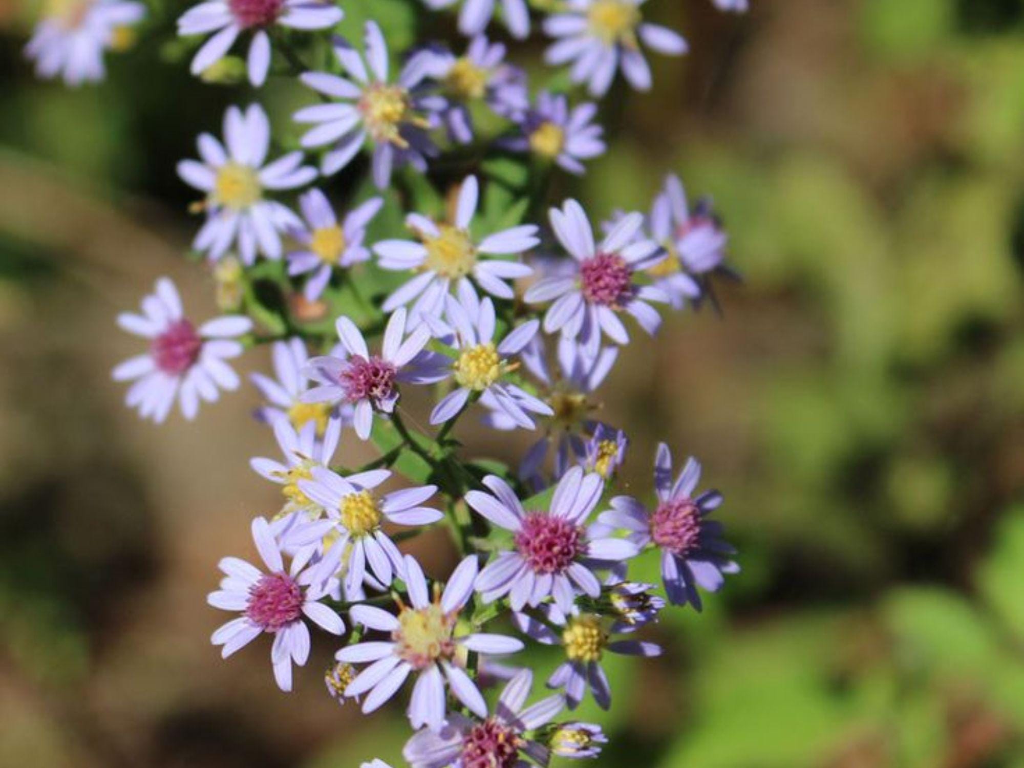 Heart-leaved Aster Seeds | Native Wildflower | Shade-Tolerant Pollinator Plant | Symphyotrichum cordifolium | 500 Seeds