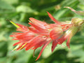 Giant Red Paintbrush Seeds (Castilleja miniata) – 100 Native Wildflower Seeds for Pollinator Gardens and Mountain Meadows