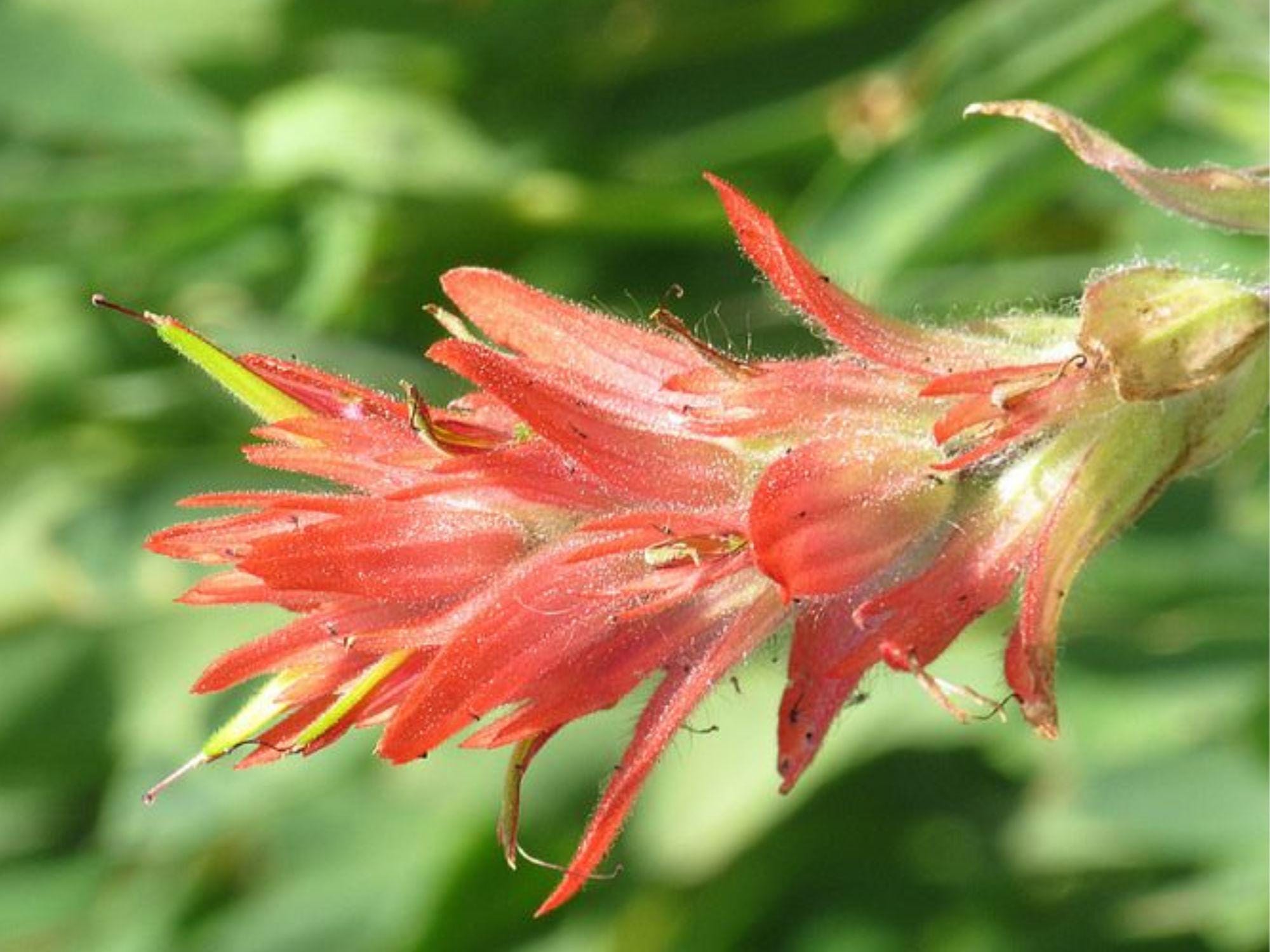 Giant Red Paintbrush Seeds (Castilleja miniata) – 100 Native Wildflower Seeds for Pollinator Gardens and Mountain Meadows