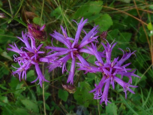 Tall Ironweed Seeds – Native Vernonia angustifolia for Wildflower Gardens, Pollinator & Butterfly Habitats