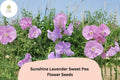 Sunshine Lavender Sweet Pea Seeds | Lathyrus odoratus Climbing Vine (50+ Seeds) for Garden Planting