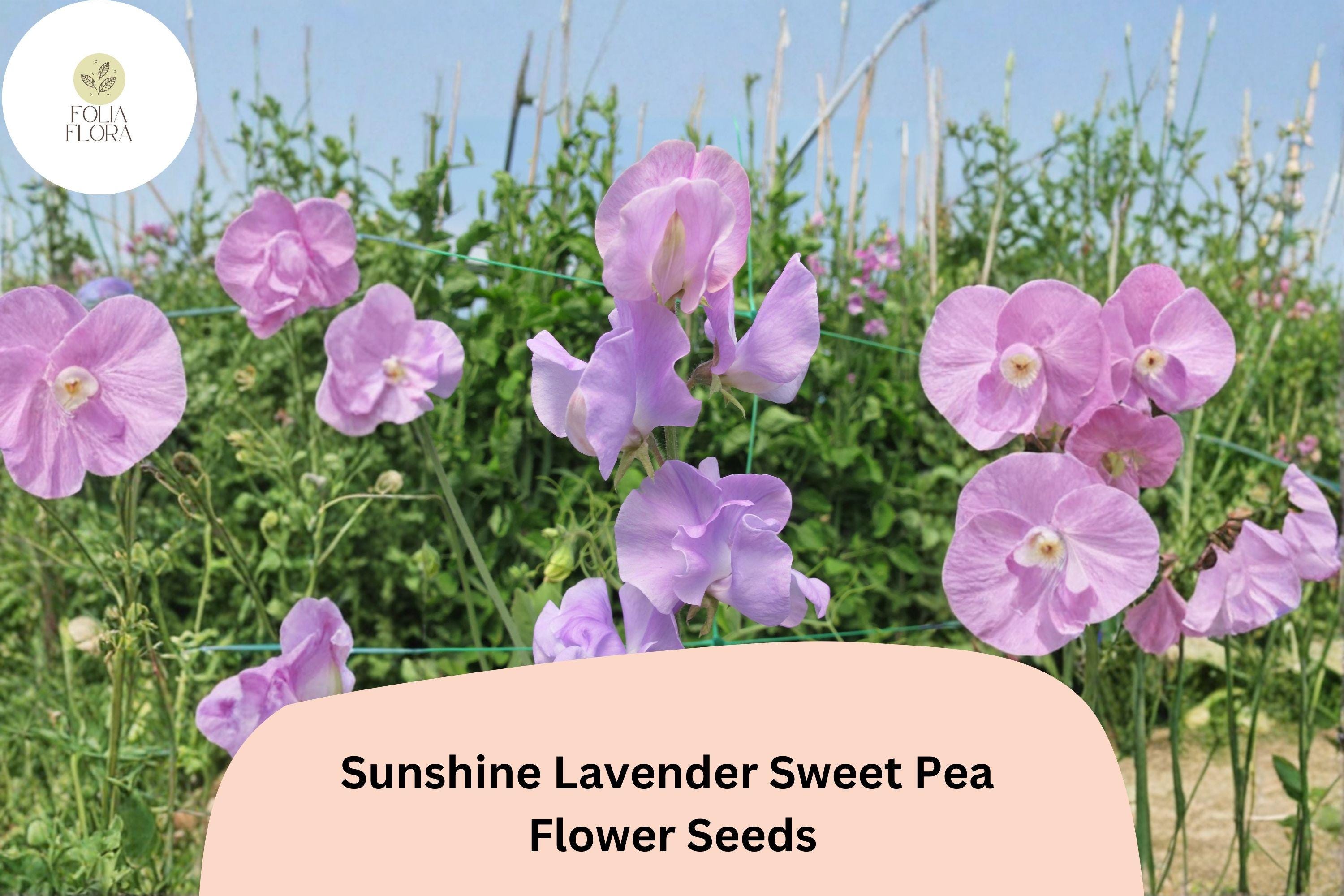 Sunshine Lavender Sweet Pea Seeds | Lathyrus odoratus Climbing Vine (50+ Seeds) for Garden Planting