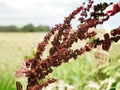 Great Water Dock Seeds – Rumex orbiculatus Native Perennial for Wetlands, Rain Gardens & Wildlife Habitats, 100 Seeds