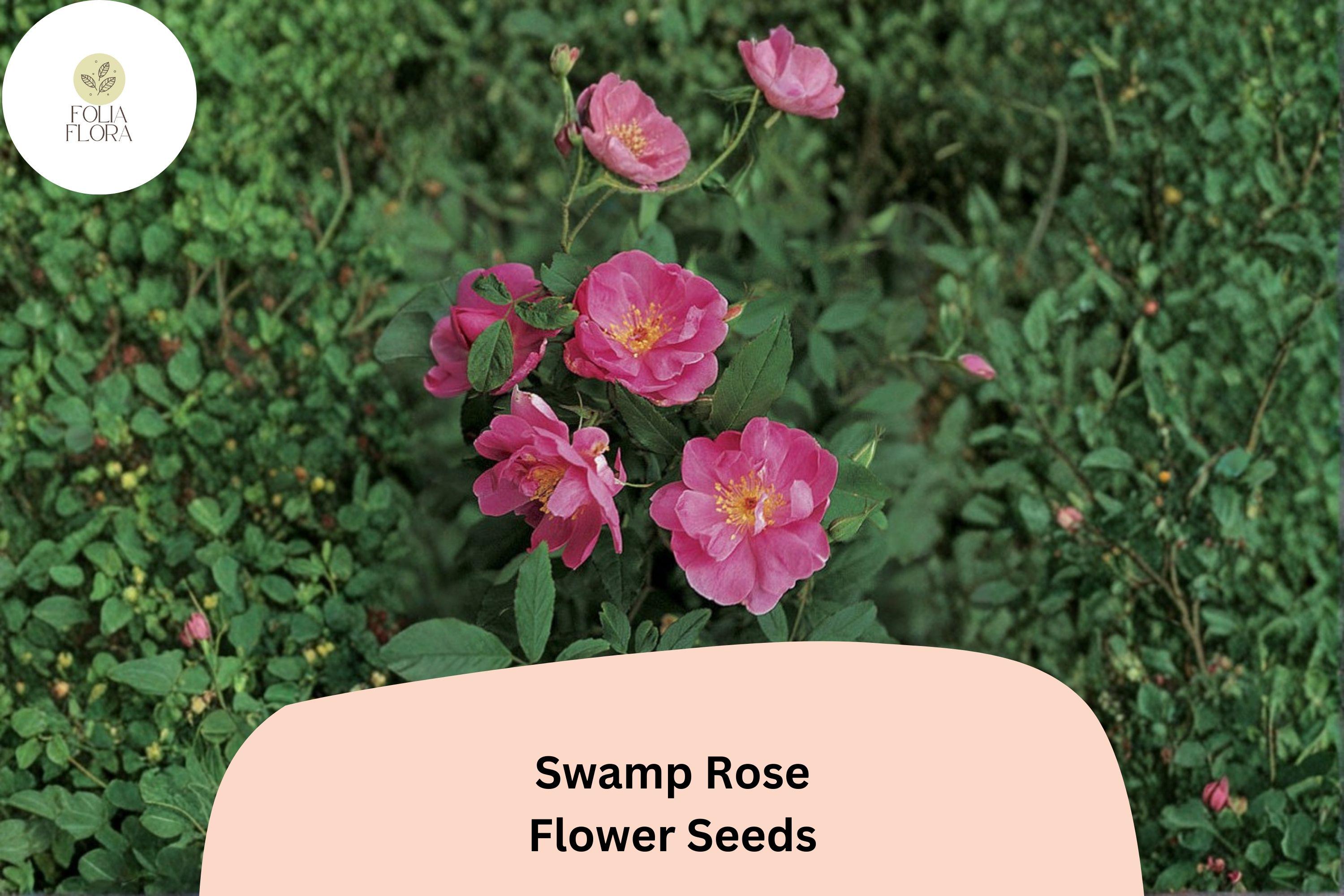 Rosa palustris Seeds | Swamp Rose Native Shrub Pink Flowers (30 Seeds)