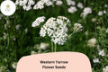 Achillea millefolium occidentalis Seeds | Western Yarrow Native White Flowers (500 Seeds)