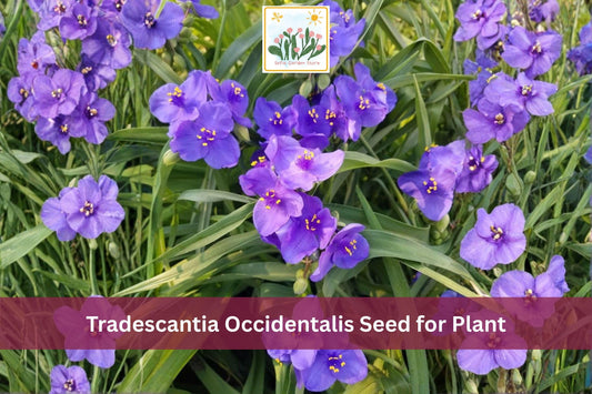 100 Western Spiderwort Seeds | Tradescantia occidentalis | Native Blue Purple Wildflower for Prairie Gardens & Borders