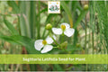 500 Common Arrowhead Seeds Sagittaria latifolia Native Aquatic Perennial for Water Gardens & Wetlands