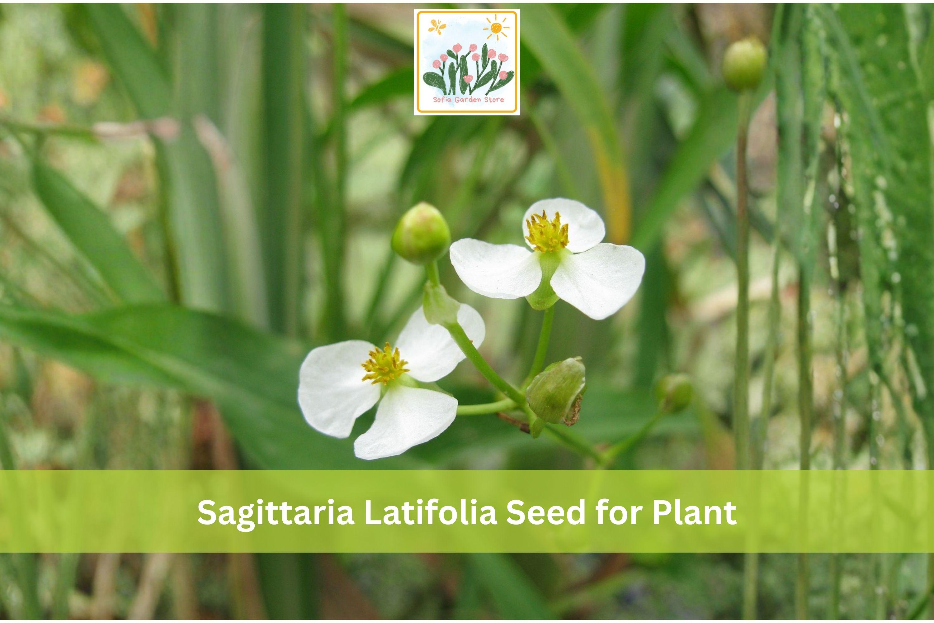 500 Common Arrowhead Seeds Sagittaria latifolia Native Aquatic Perennial for Water Gardens & Wetlands