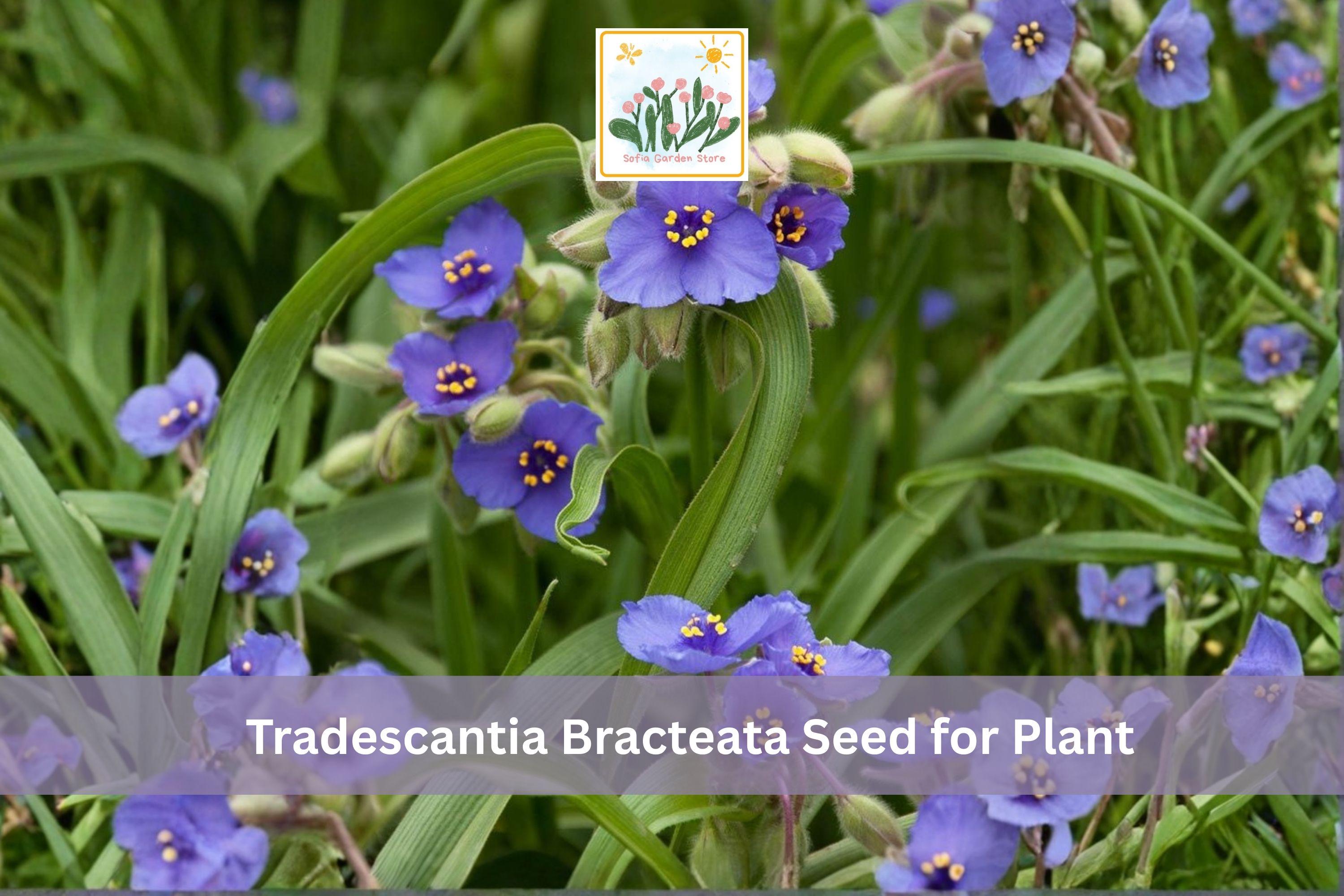 150 Prairie Spiderwort Seeds | Tradescantia bracteata | Native Blue Purple Wildflower | Perennial Garden Plant