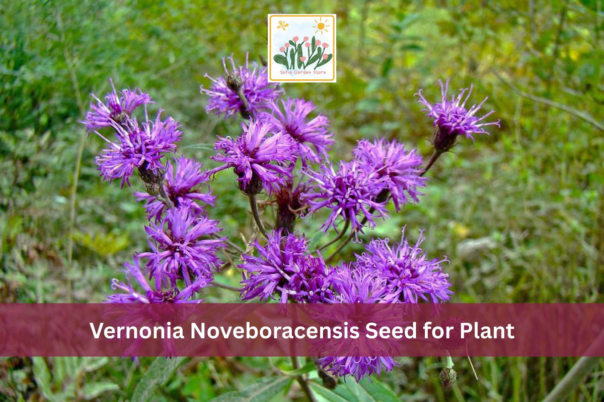 100 New York Ironweed Seeds | Vernonia noveboracensis | Native Purple Wildflower for Meadows & Gardens
