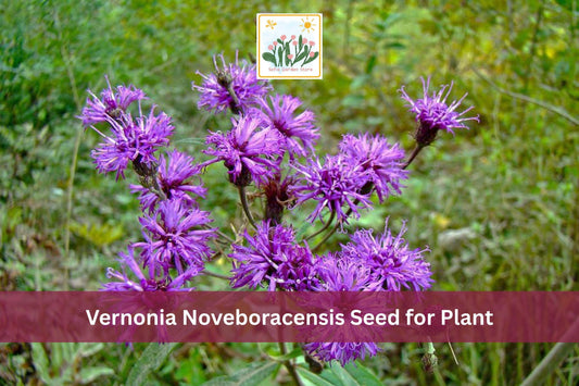 100 New York Ironweed Seeds | Vernonia noveboracensis | Native Purple Wildflower for Meadows & Gardens