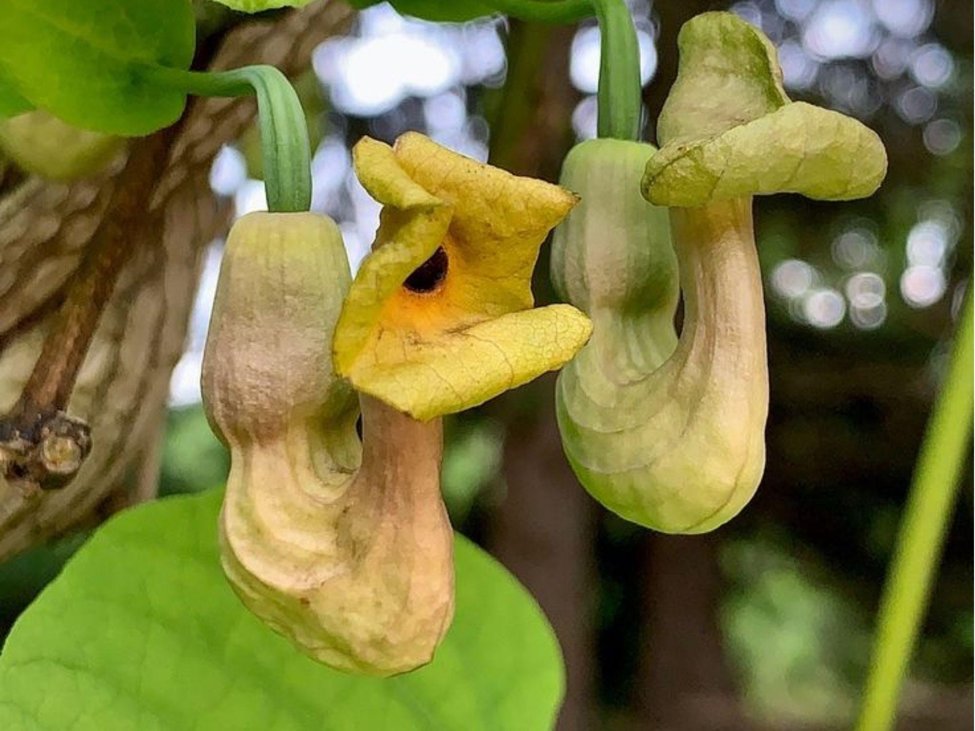 Dutchman's Pipevine Seeds – 10 Native Climber Seeds for Butterfly Gardens, Privacy Screens, Pipevine Swallowtail Host Plant, Aristolochia tomentosa
