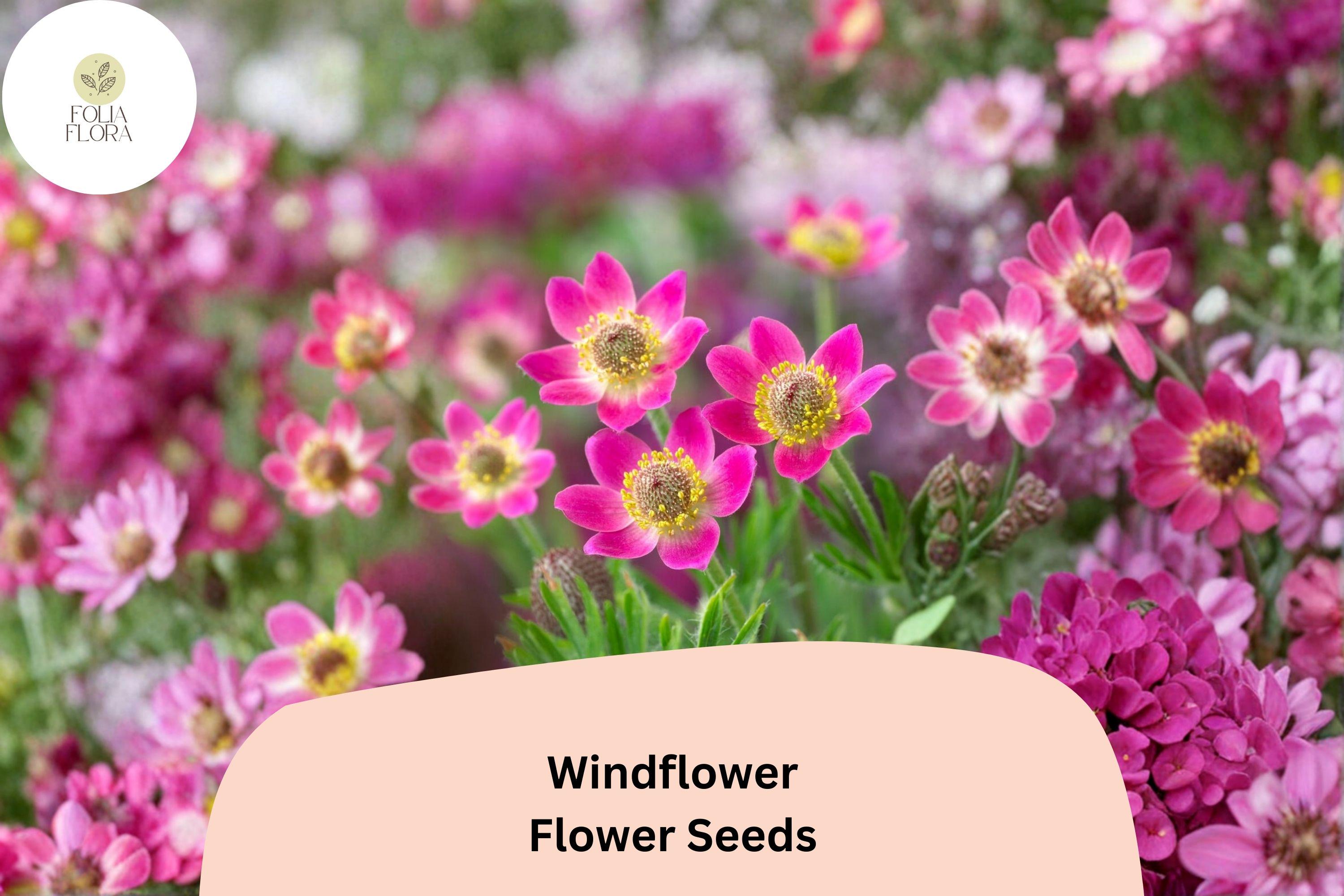 Anemone multifida Seeds | Windflower Native Perennial Blooms (100 Seeds)