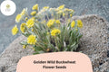 Eriogonum flavum Seeds | Golden Wild Buckwheat Native Yellow Blooms (50 Seeds)