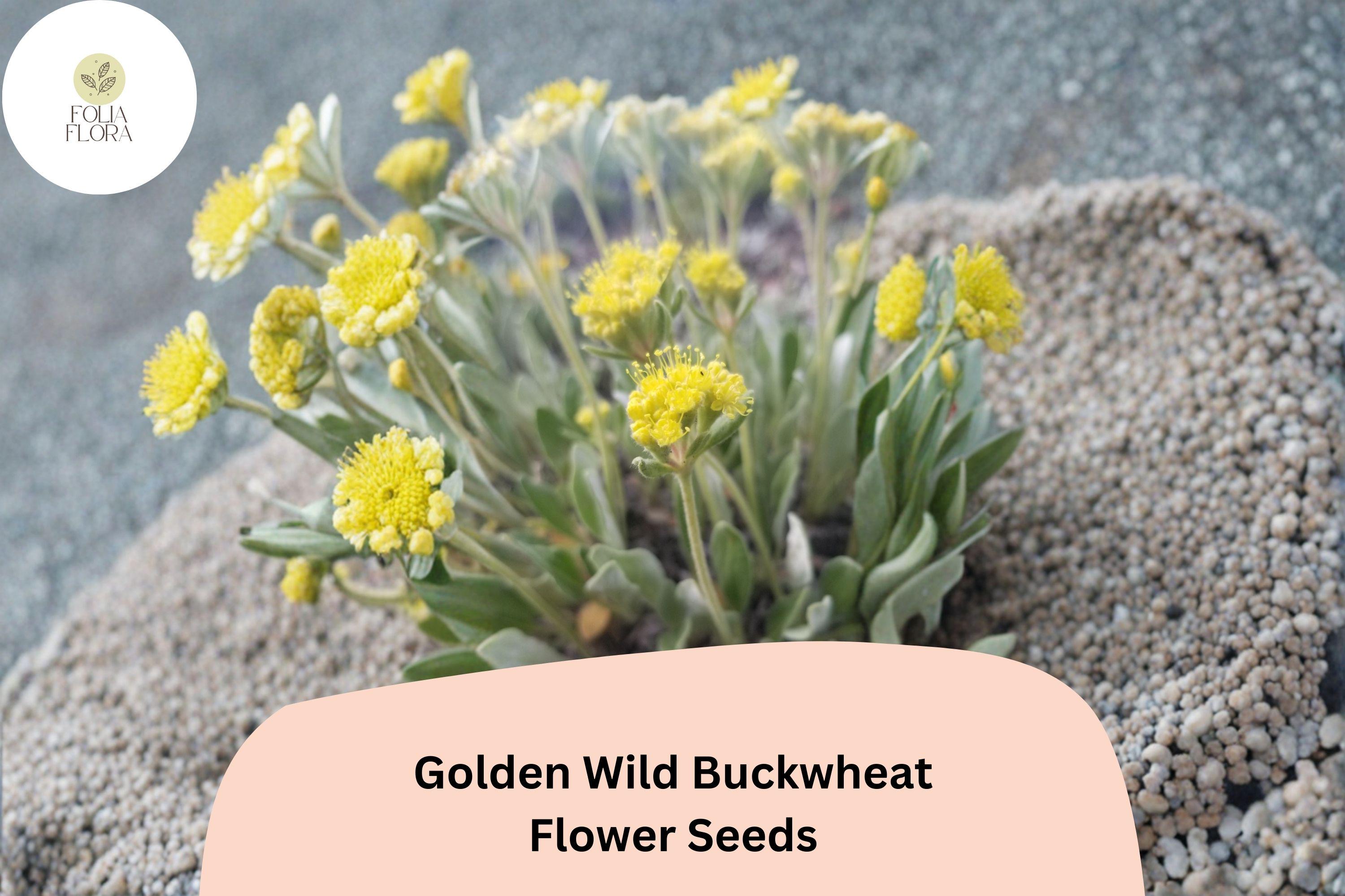 Eriogonum flavum Seeds | Golden Wild Buckwheat Native Yellow Blooms (50 Seeds)