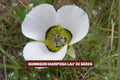 Gunnison Mariposa Lily Seeds – Rocky Mountain Wildflower Perennial, Calochortus gunnisonii, 30 Seeds