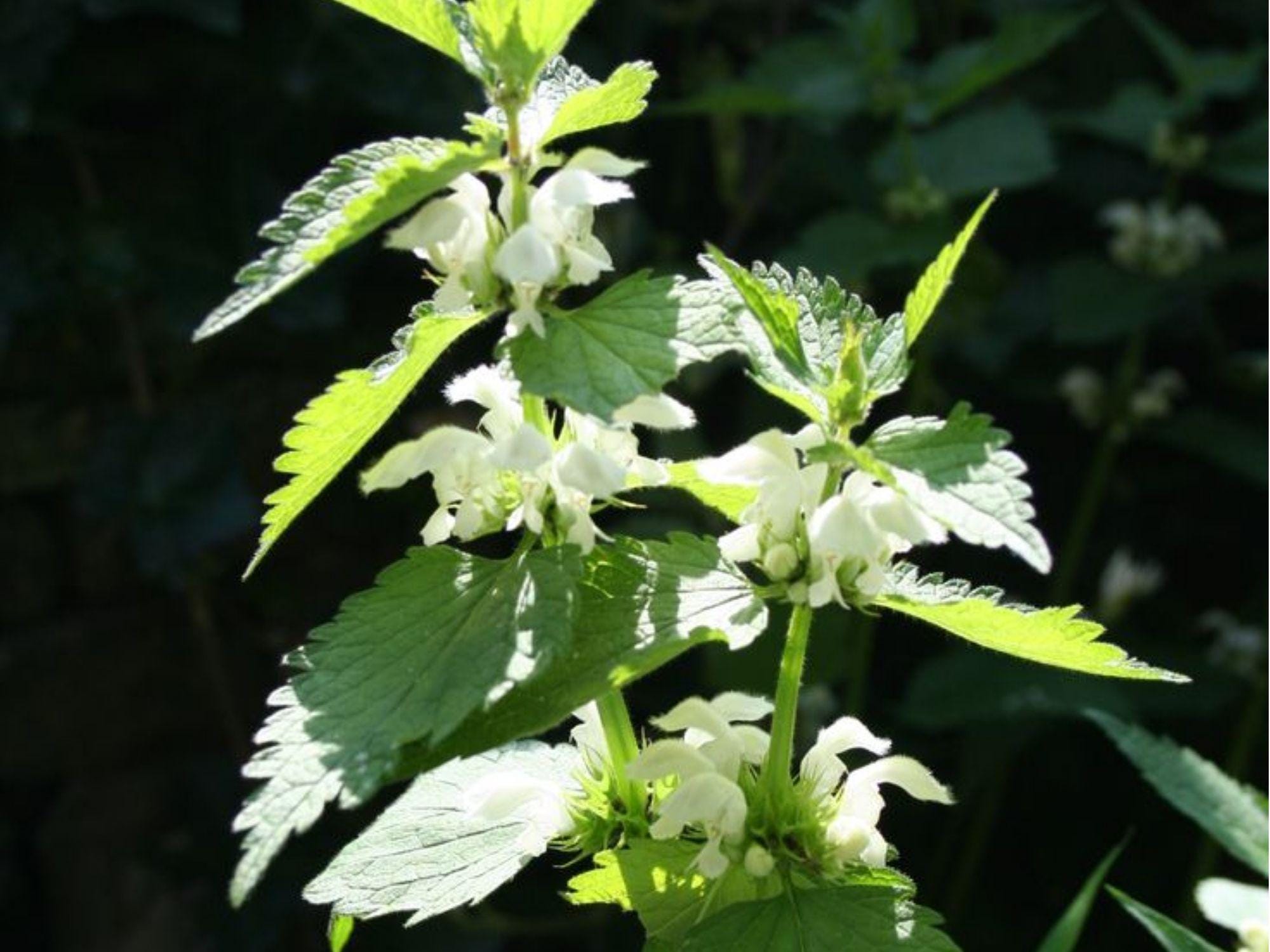 Smallspike False Nettle Seeds (Boehmeria cylindrica) – Native Butterfly Host Plant for Shade Gardens, Wetlands & Rain Gardens