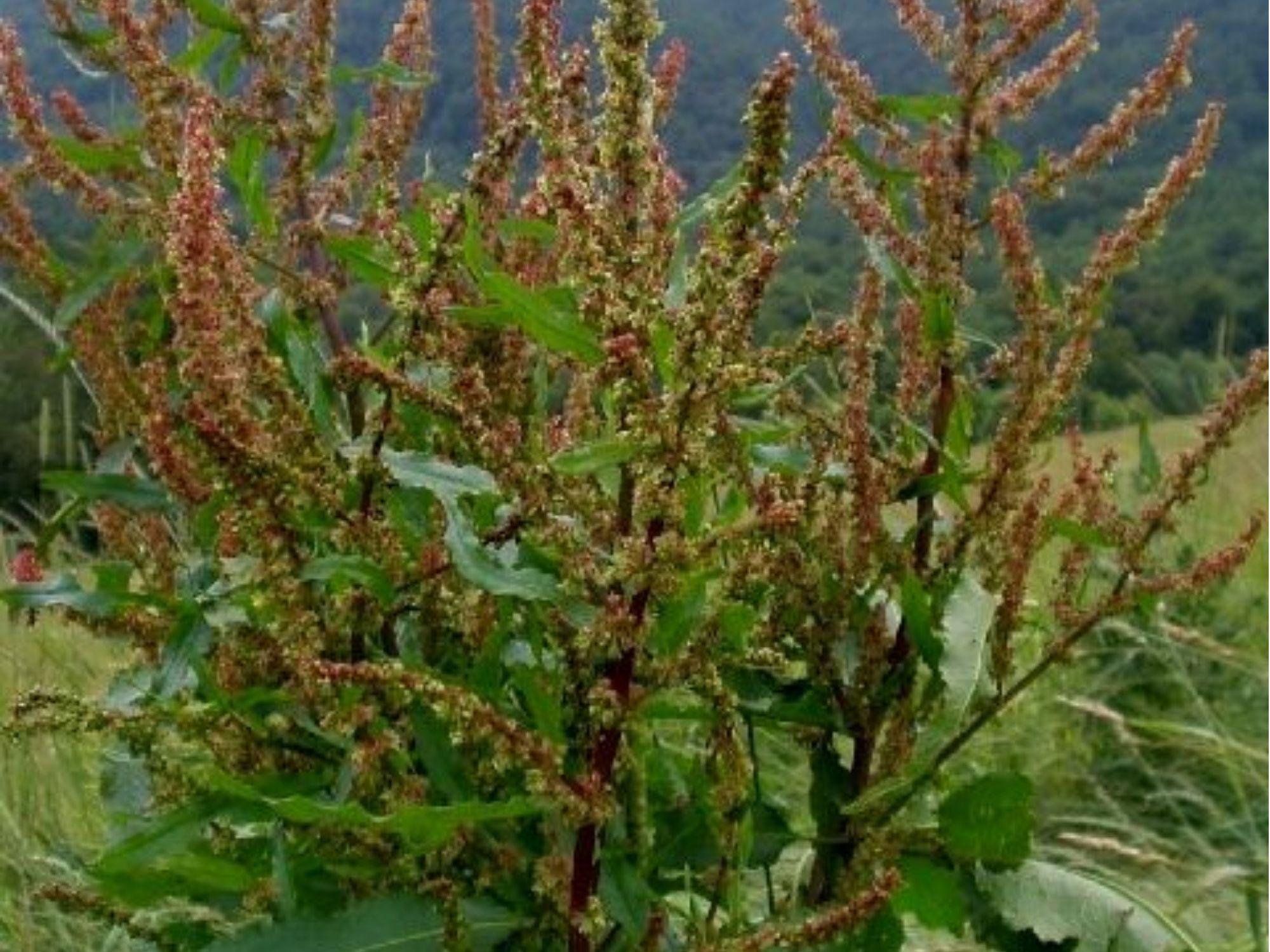 Great Water Dock Seeds – Native Wetland Perennial Rumex orbiculatus for Wildlife Gardens and Moist Soil Areas