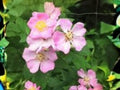 Rosa setigera Illinois Rose Native Climbing Rose Seeds for Wildlife Pollinator Garden, 30 Seeds