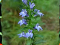 Lobelia siphilitica Seeds – Native Wetland Wildflower for Pollinator Gardens, Rain Gardens & Native Plantings, 500 Seeds