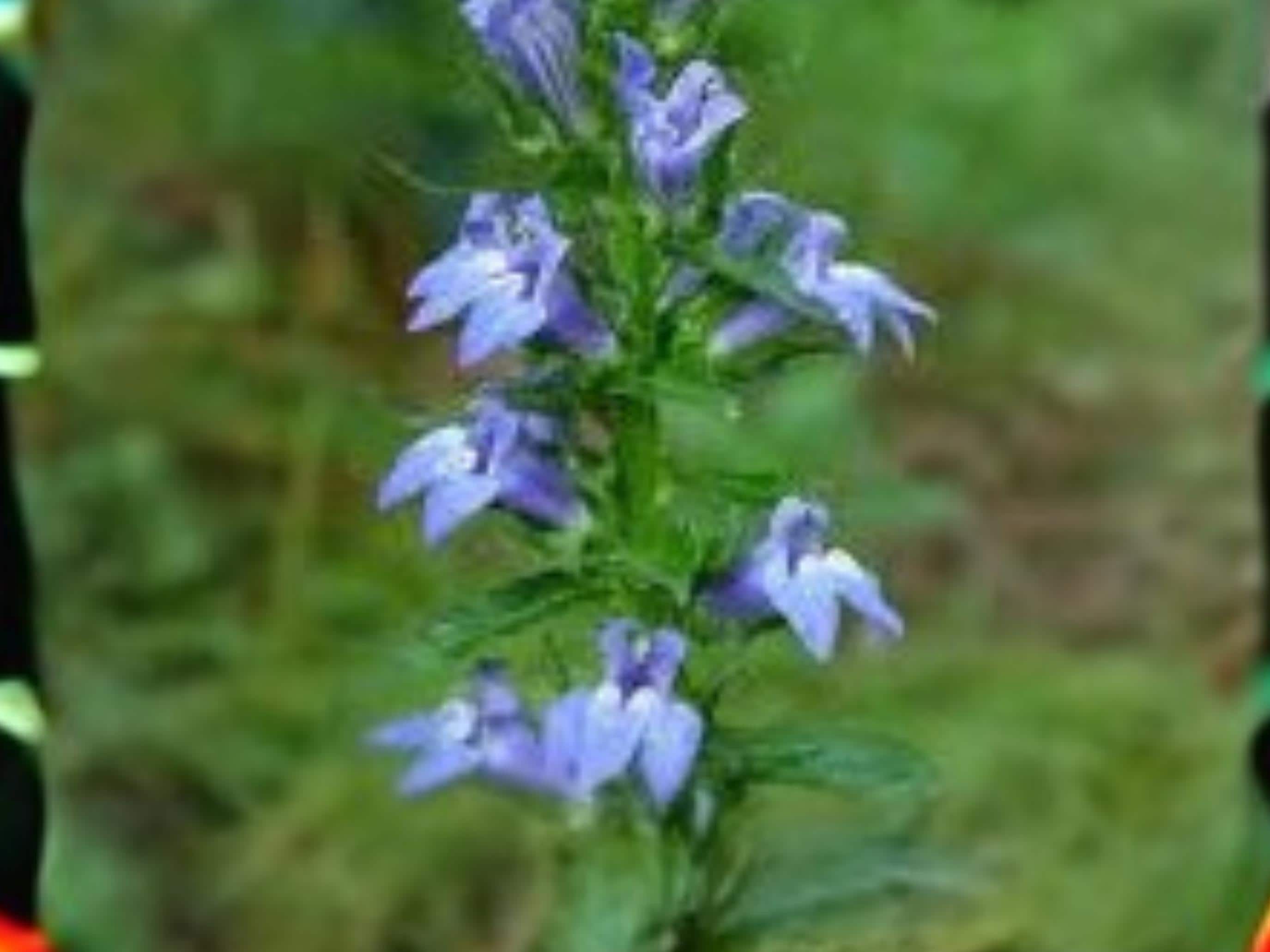 Lobelia siphilitica Seeds – Native Wetland Wildflower for Pollinator Gardens, Rain Gardens & Native Plantings, 500 Seeds