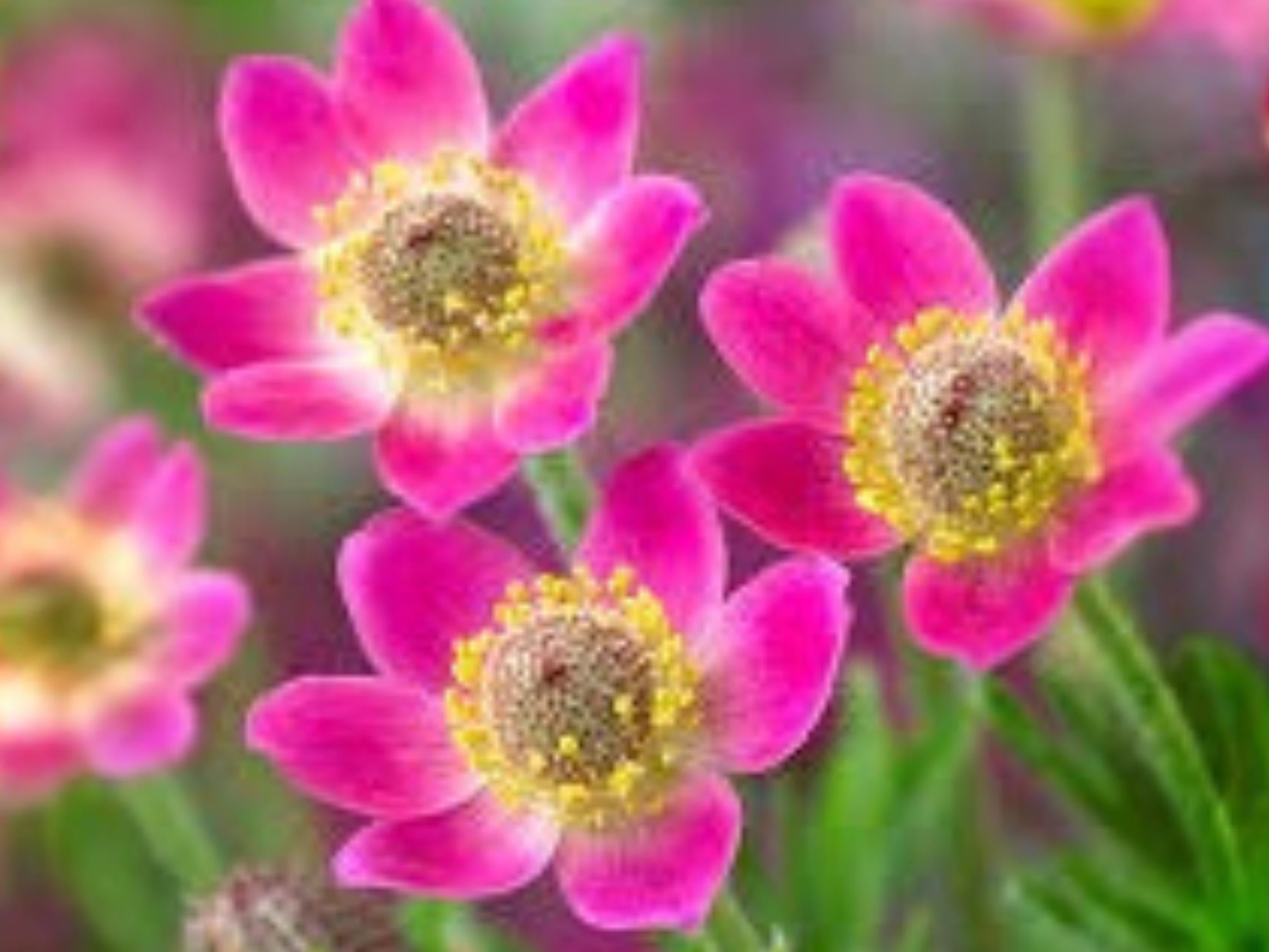 Anemone multifida Windflower Seeds – Native Perennial for Rock & Alpine Gardens, Variable Bloom Colors, 100 Seeds