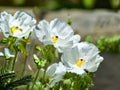 Argemone polyanthemos Prickly Poppy Seeds, Drought Tolerant Wildflower, Native North American, Summer Bloom, 15 Seeds