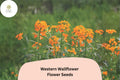 Erysimum capitatum Seeds | Western Wallflower Native Orange Yellow Blooms (100 Seeds)