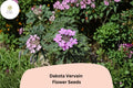 Glandularia bipinnatifida Seeds | Dakota Vervain Native Purple Blooms (50 Seeds)