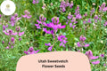 Hedysarum boreale Seeds | Utah Sweetvetch Native Pink Purple Blooms (25 Seeds)