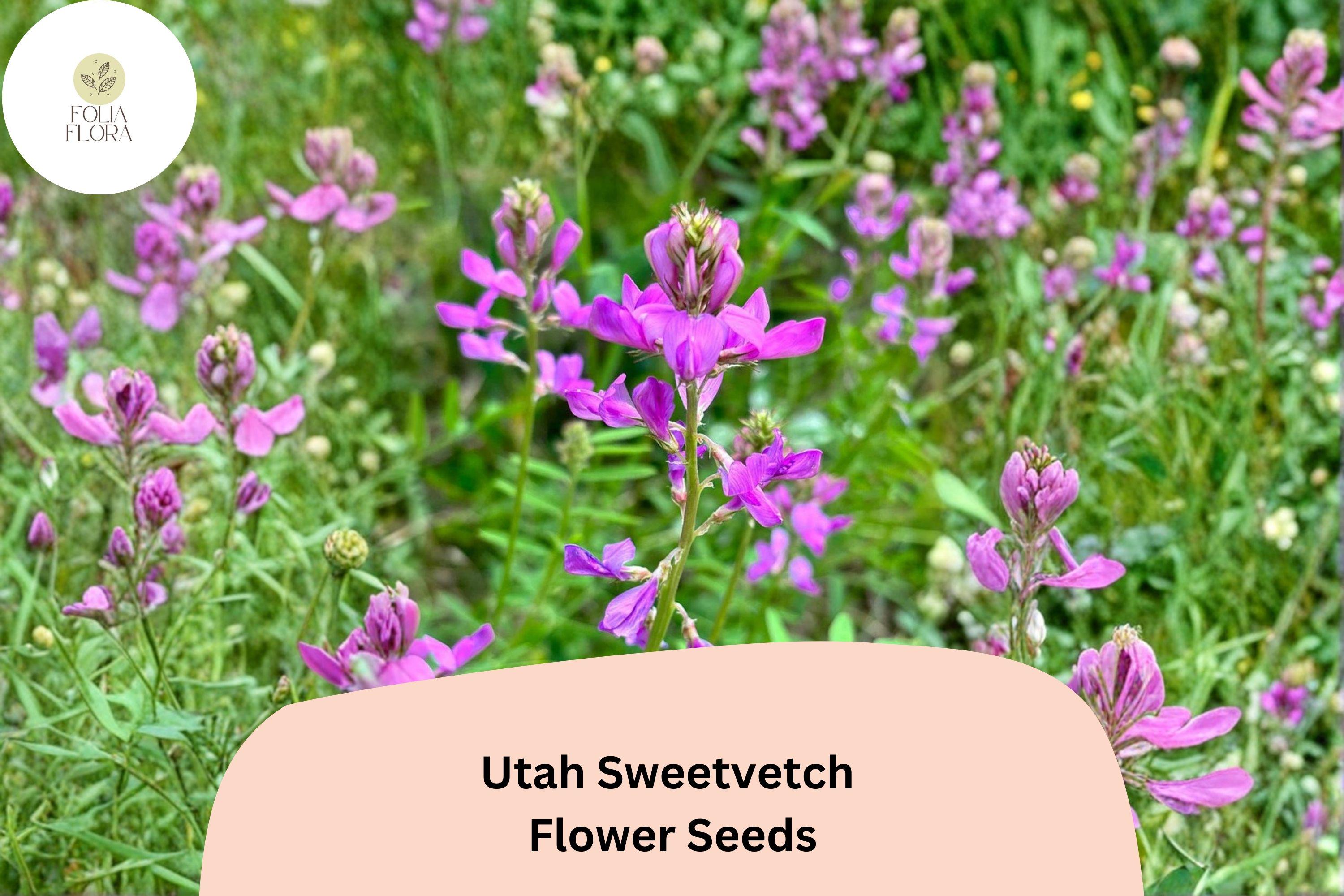 Hedysarum boreale Seeds | Utah Sweetvetch Native Pink Purple Blooms (25 Seeds)