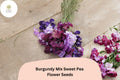 Burgundy Sweet Pea Seeds | Climbing Lathyrus Odoratus (50+ Seeds)