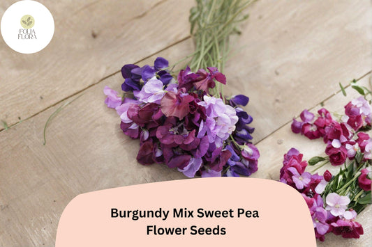 Burgundy Sweet Pea Seeds | Climbing Lathyrus Odoratus (50+ Seeds)