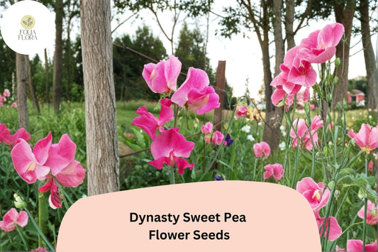 Dynasty Sweet Pea Seeds | Pink Lathyrus odoratus Tall Climbing Flower Vine (50+ Seeds)