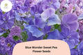 Blue Wonder Sweet Pea Seeds | Climbing Lathyrus Odoratus (50+ Seeds)