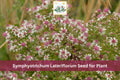 Calico Aster Seeds | Native Wildflower | Symphyotrichum lateriflorum | Fall Blooming Perennial for Gardens