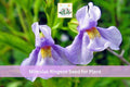 5000 Mimulus ringens Seeds | Native Perennial Wildflower | Purple Monkey Flower | Square-stemmed Mimulus for Wetlands & Rain Gardens