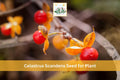 American Bittersweet Seeds | Native Climbing Vine | Celastrus scandens | Ornamental Plant with Orange Berries